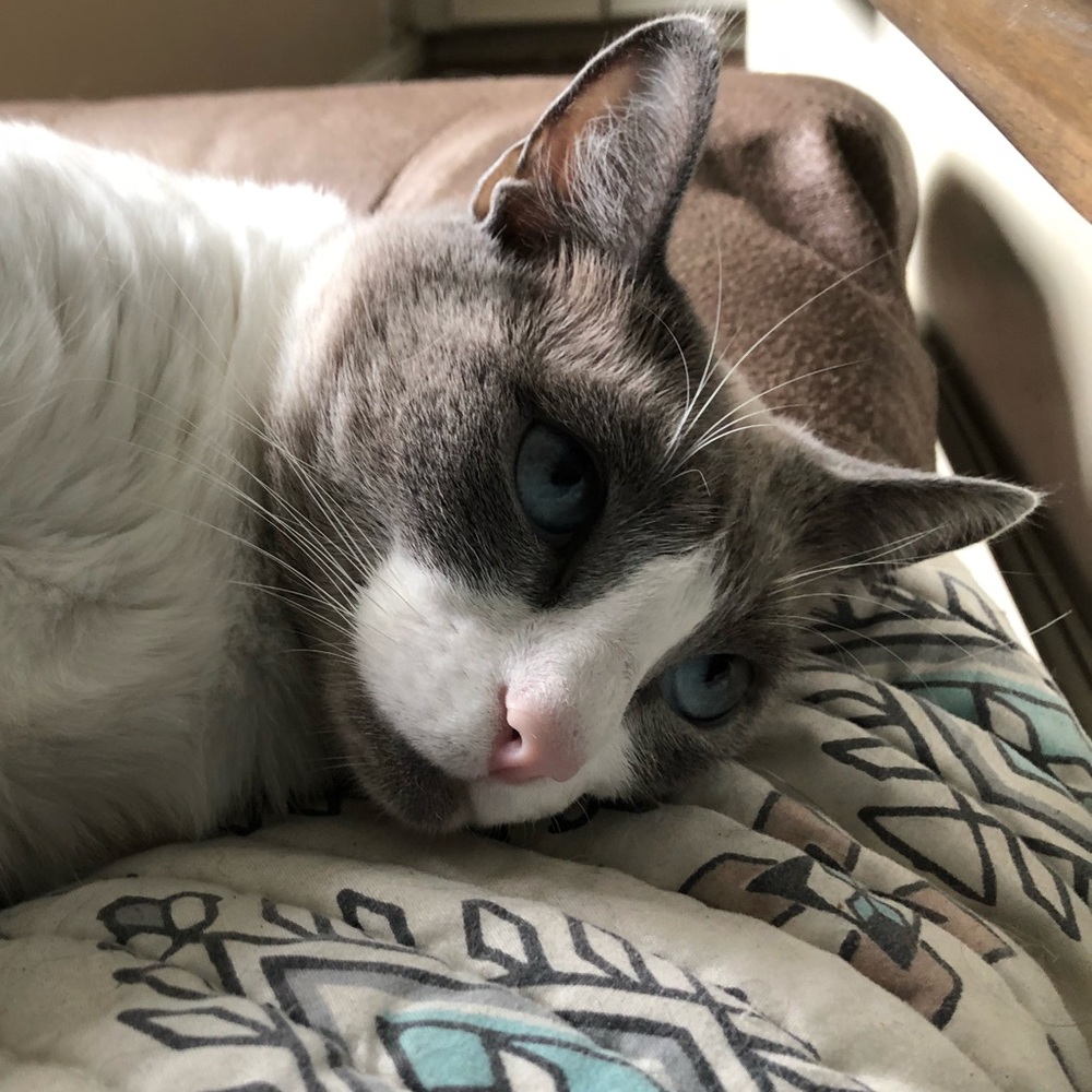 Meet your Posher, Winter